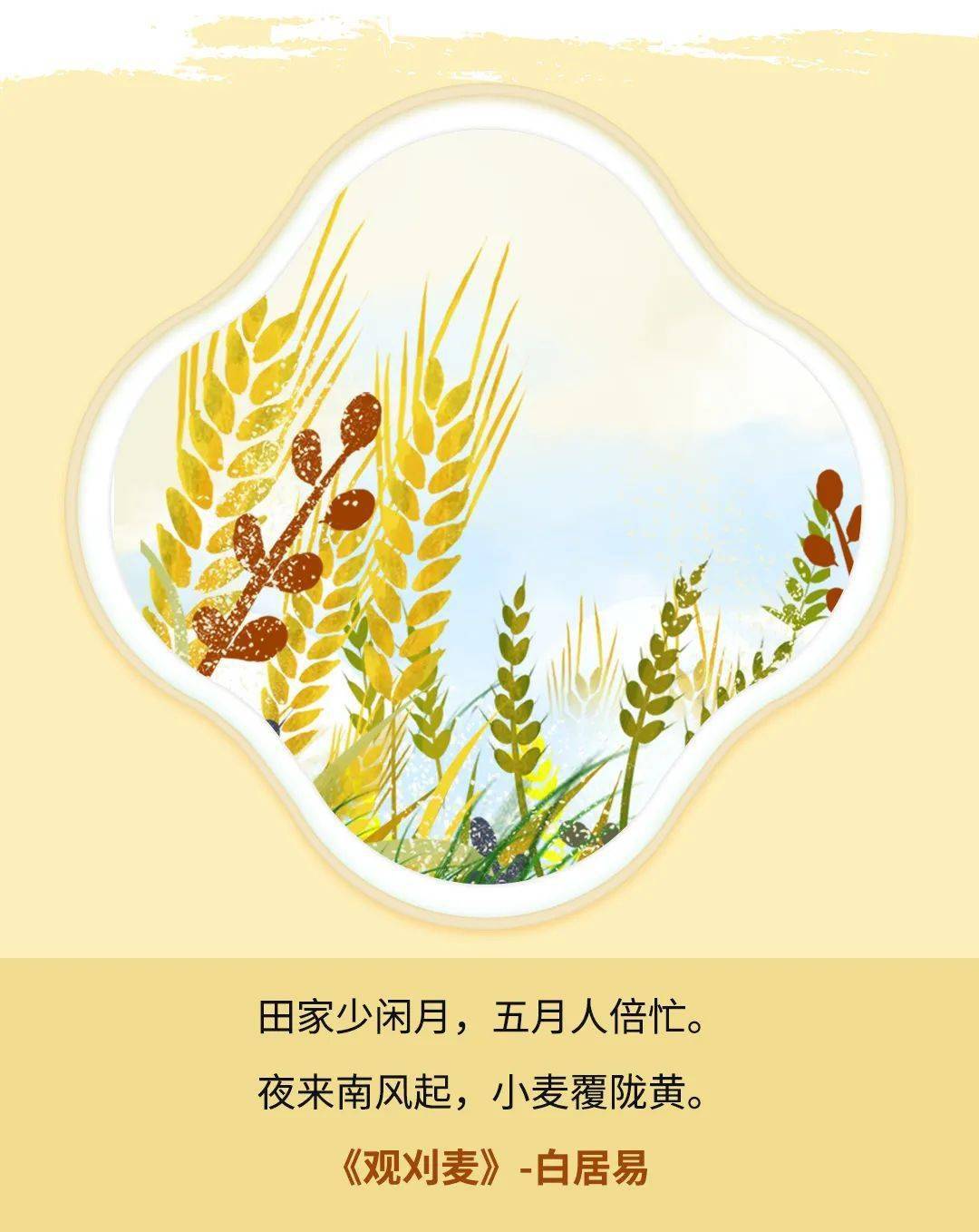 芒种时有这样一句农谚:"有芒的麦子快收,有芒的稻子可种.