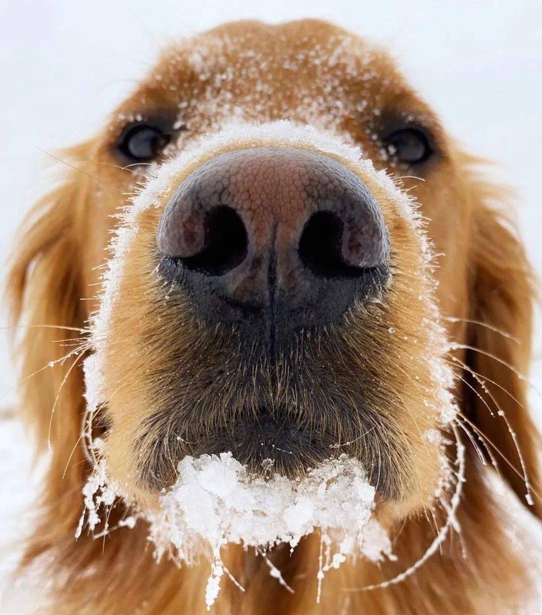 一大波金毛怼你脸上一眼就能沦陷