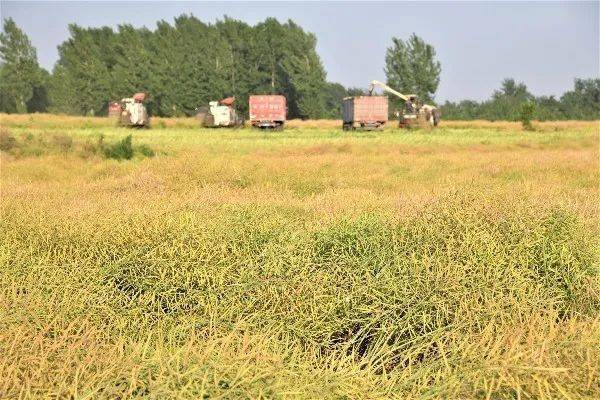 周口商水: 油菜籽鼓起钱袋