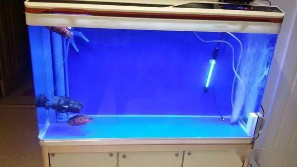 新手养了三批地图鱼都挂了 鱼友纷纷来支招 水温