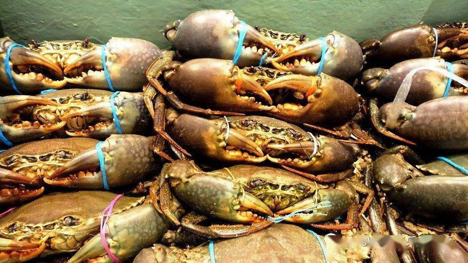 8/只,达尔文鲜活泥蟹空运珀斯 ,可生团,可熟团,可自取,可配送!