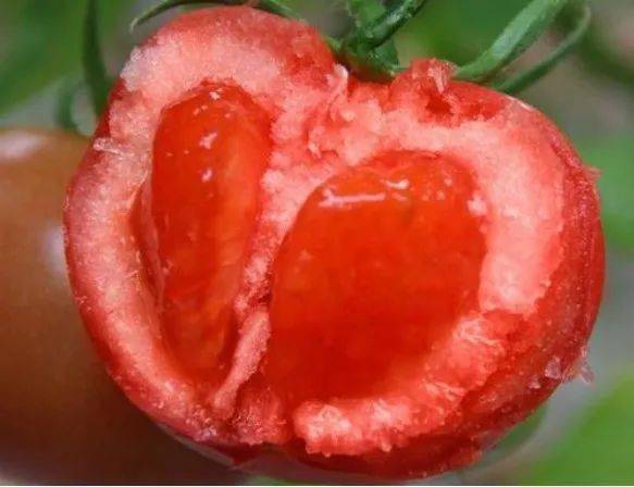 天津静海西红柿图片