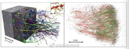 神经元|史上最强人脑地图问世