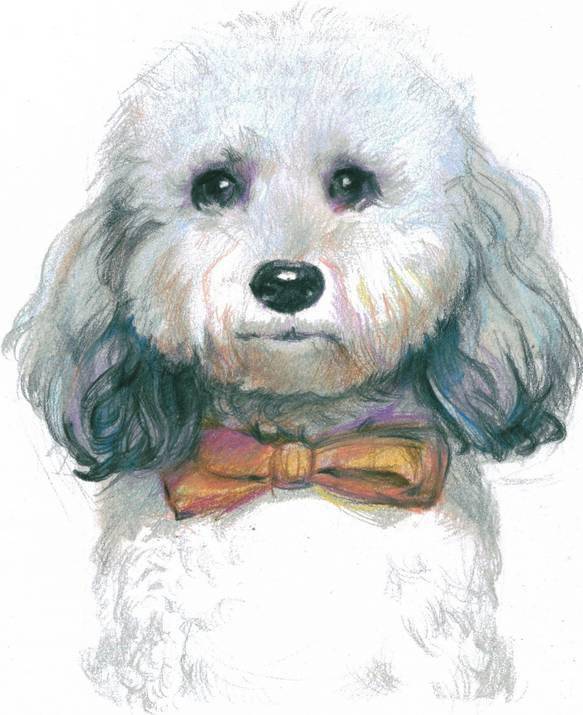 用彩铅画一只可爱的比熊狗狗彩铅画萌动物小狗教程