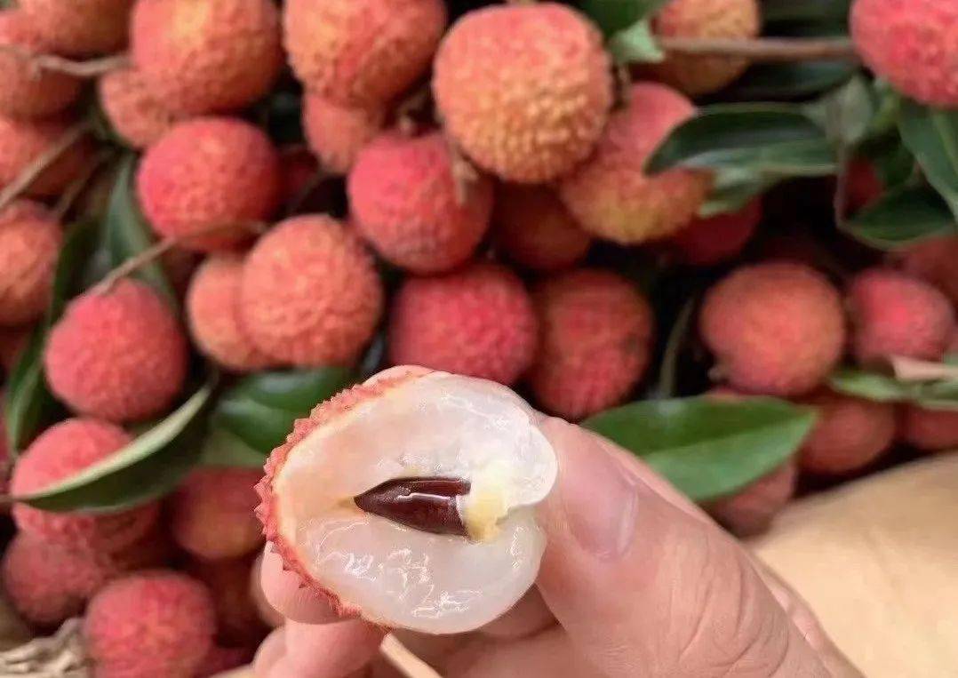 周末尝鲜99元抢带箱10斤小核桂味荔枝纯甜多汁数量不多先到先得