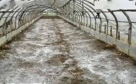 用石灰给土壤消毒 必须注意这 两忌 蔬菜