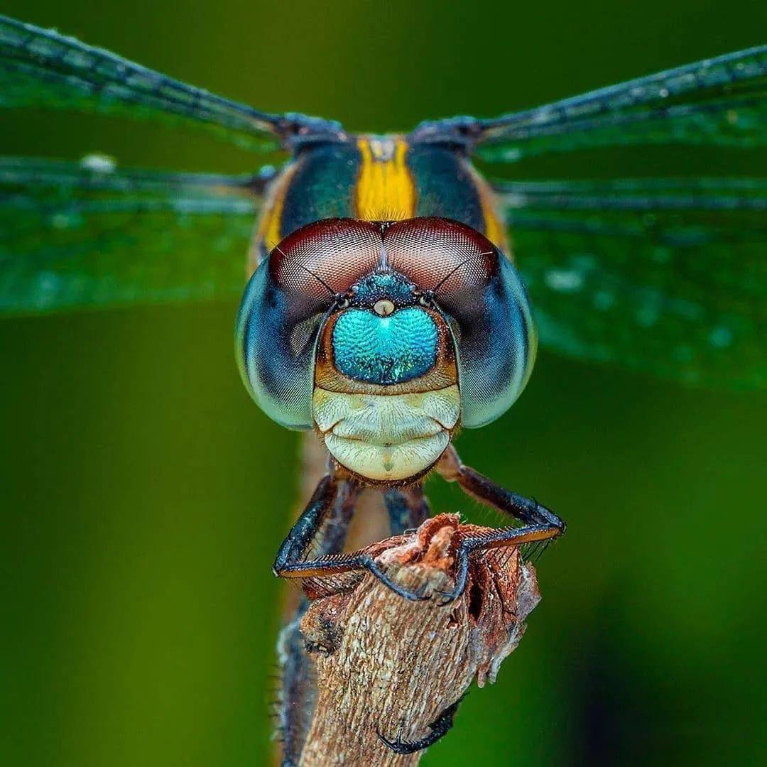 昆虫摄影作品欣赏50张