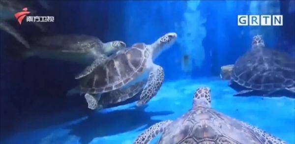 海龟产卵再破新纪录一窝产下196枚龟蛋 保护