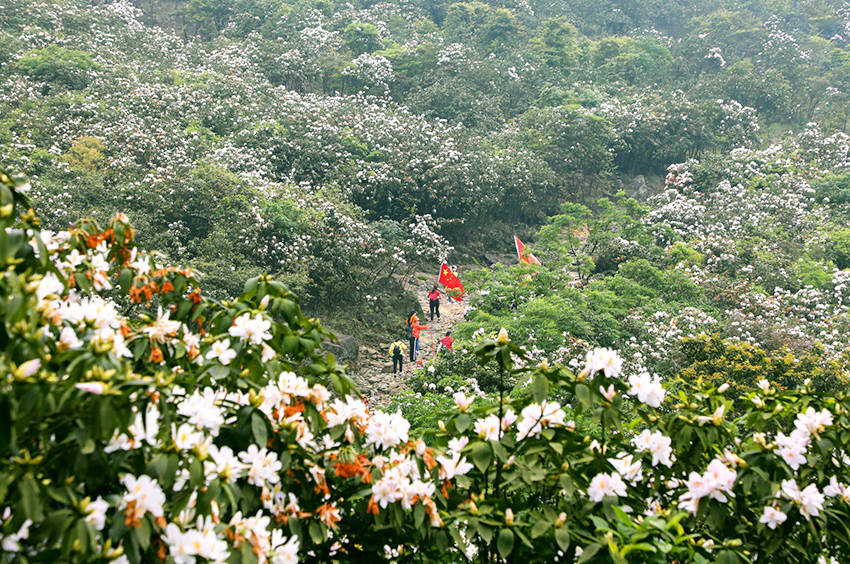 廣西橫縣：杜鵑花開好風光 國際 第4張