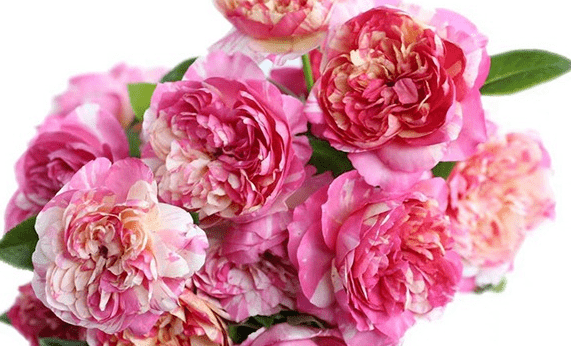 每日一花月季爱杜尔马奈花瓣有红黄条纹