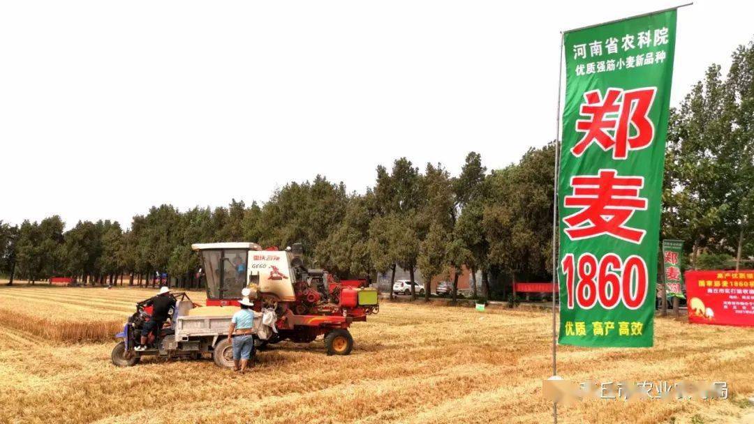 睢陽區鄭麥1860高產示範方創商丘市小麥高產新紀錄實打實收畝產量8305