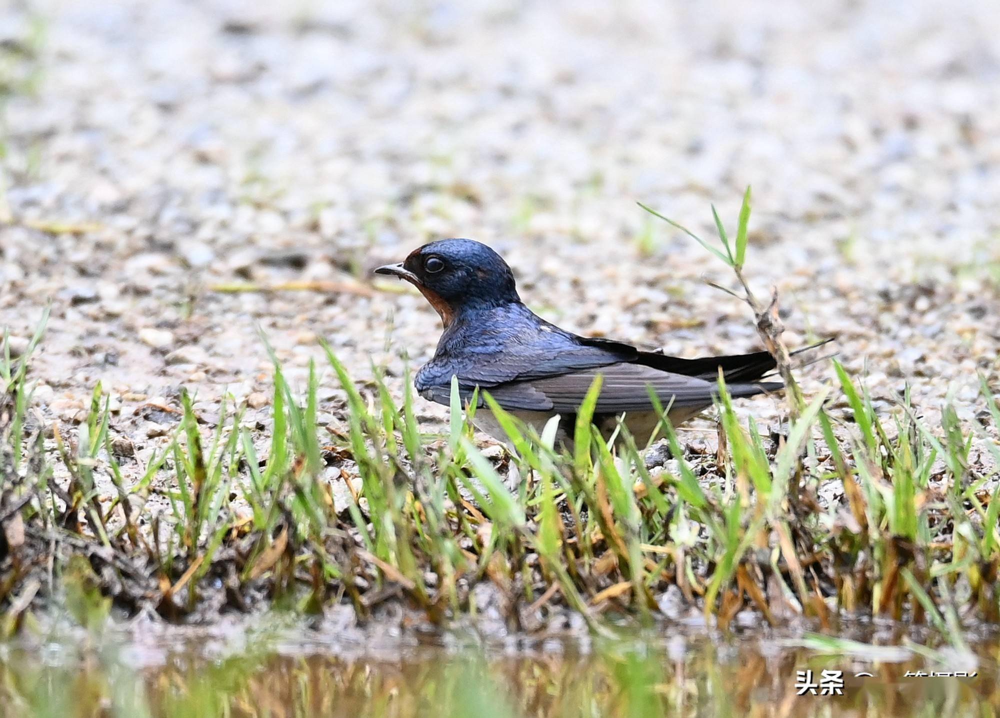 水边遇到衔泥燕