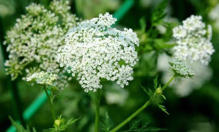 邢台云赏花药用辽藁本