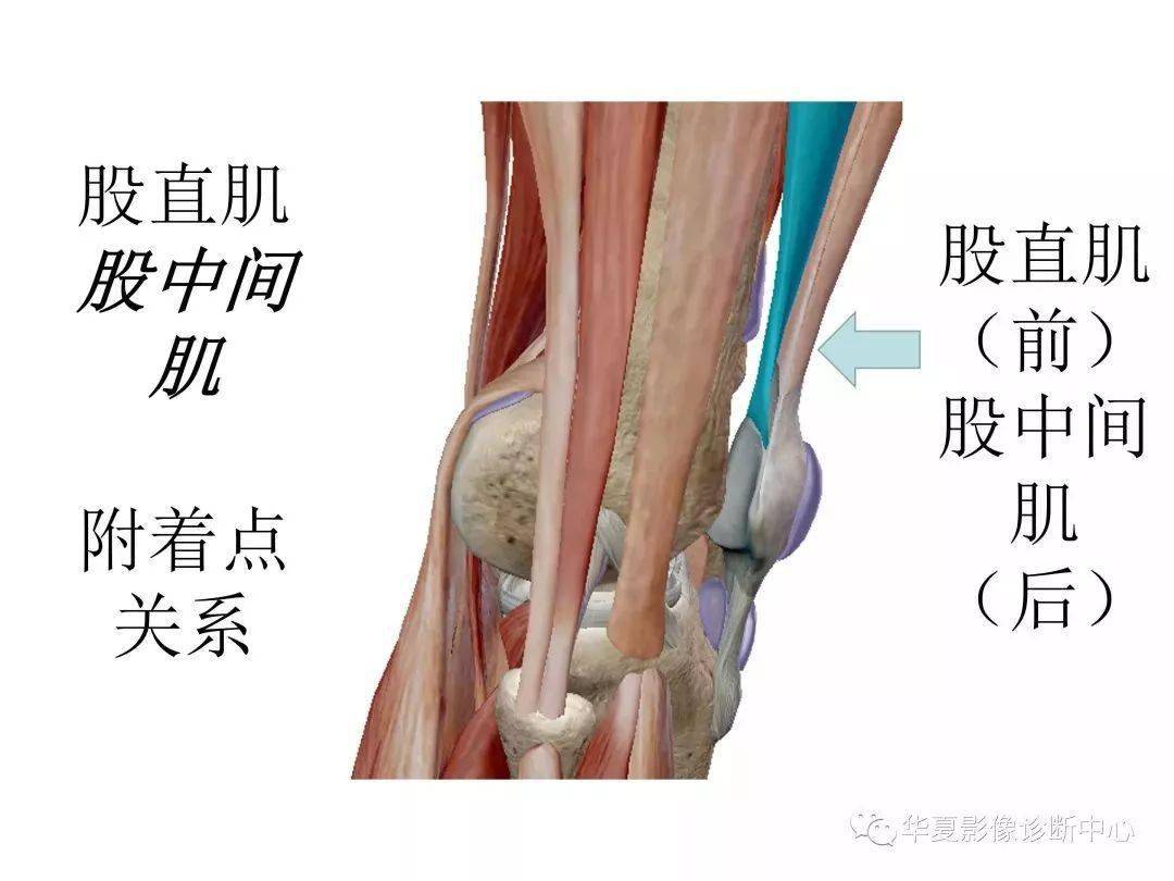 膝關節解剖圖譜收藏