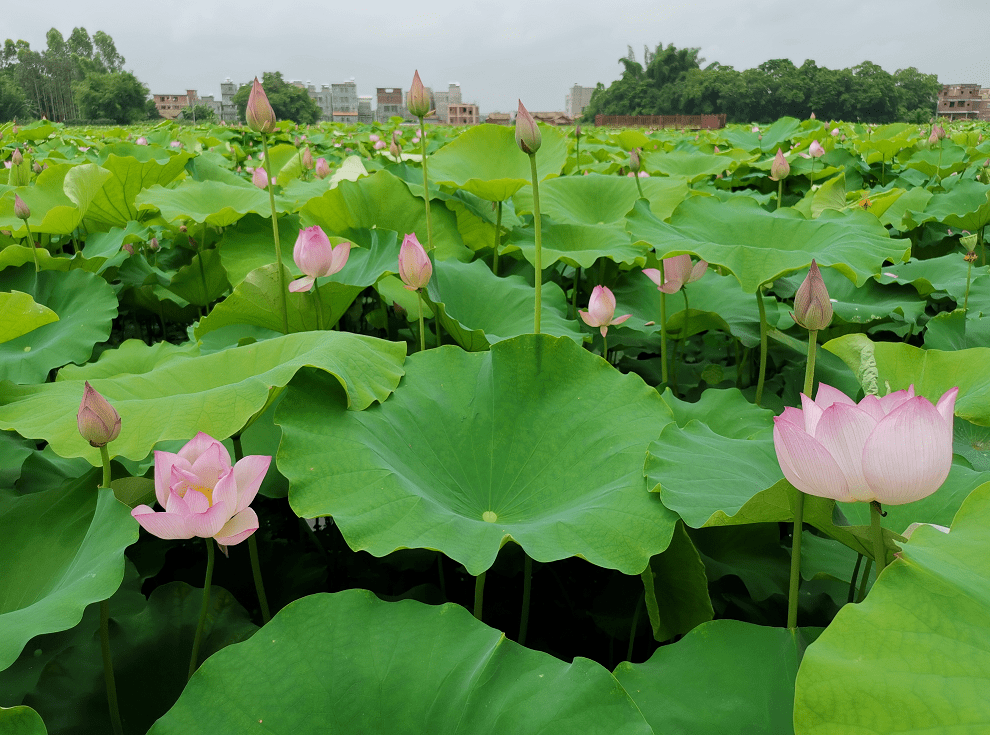 荷塘泛起阵阵涟漪