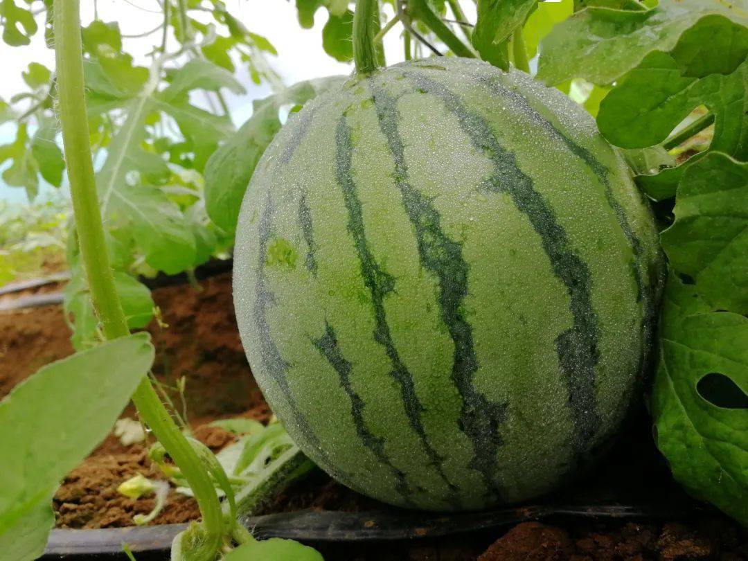 一睹为快500亩西瓜又大又圆