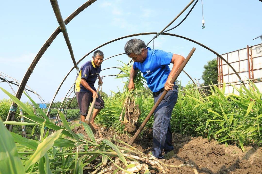 江永头茬香姜抢鲜上市 脆嫩可口受青睐_种植