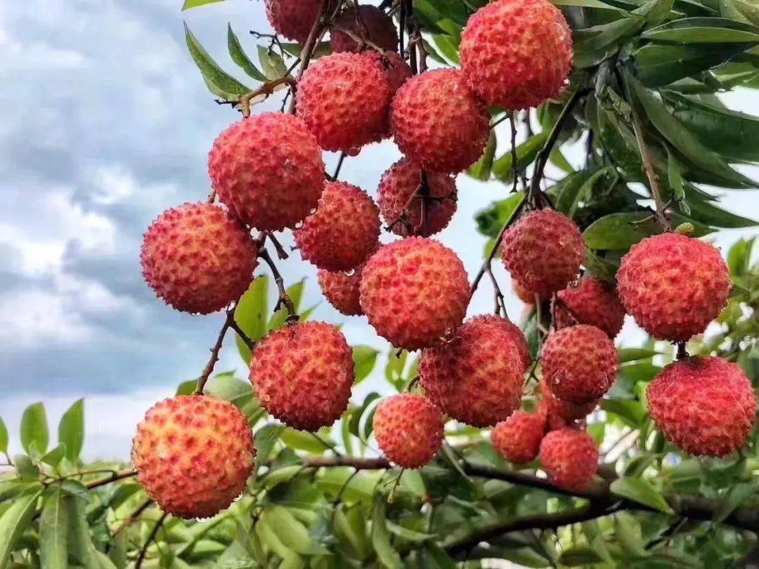 限时抢购正宗镇隆新鲜荔枝现摘现发顺丰冷链直达错过再等一年