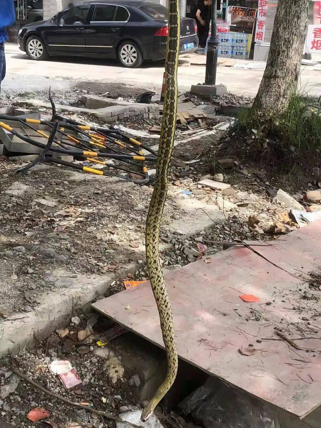 吓人嘉兴市区惊现长蛇出来逛街