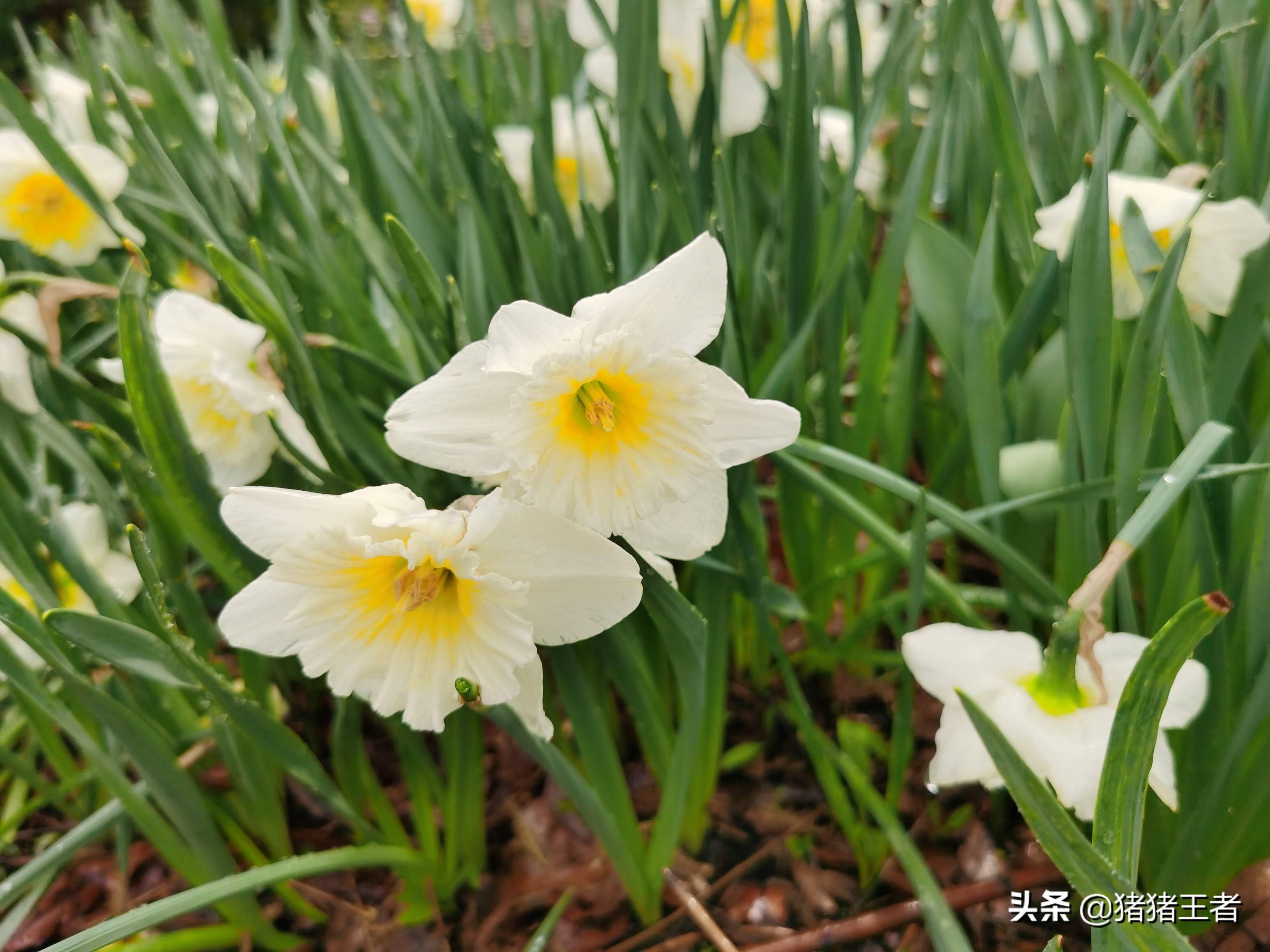 兰花的种类太多了 森林乐园的这种兰花正开 赏花时节不可错过