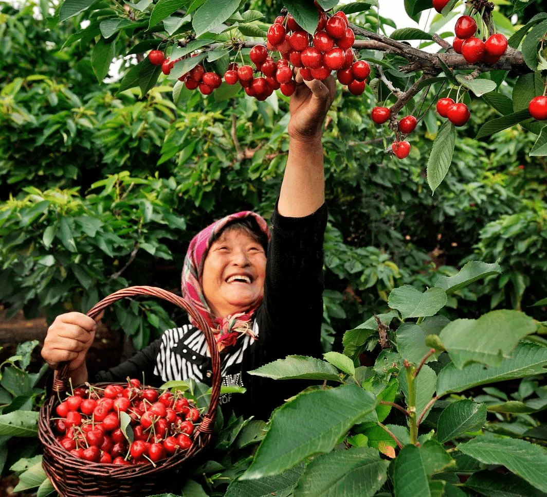 其中,金普新区作为中国大樱桃之乡,自上世纪引进栽植至今已有百年历史