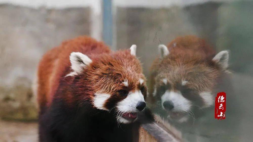 南阳野生动物园河南省南阳市方城县二郎庙镇庄科村(德云山风情植物园)