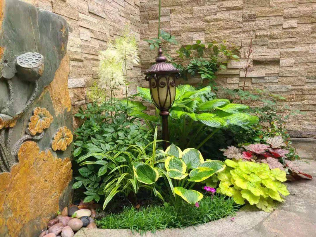 花园里的背阴处,这样打造就很美_植物