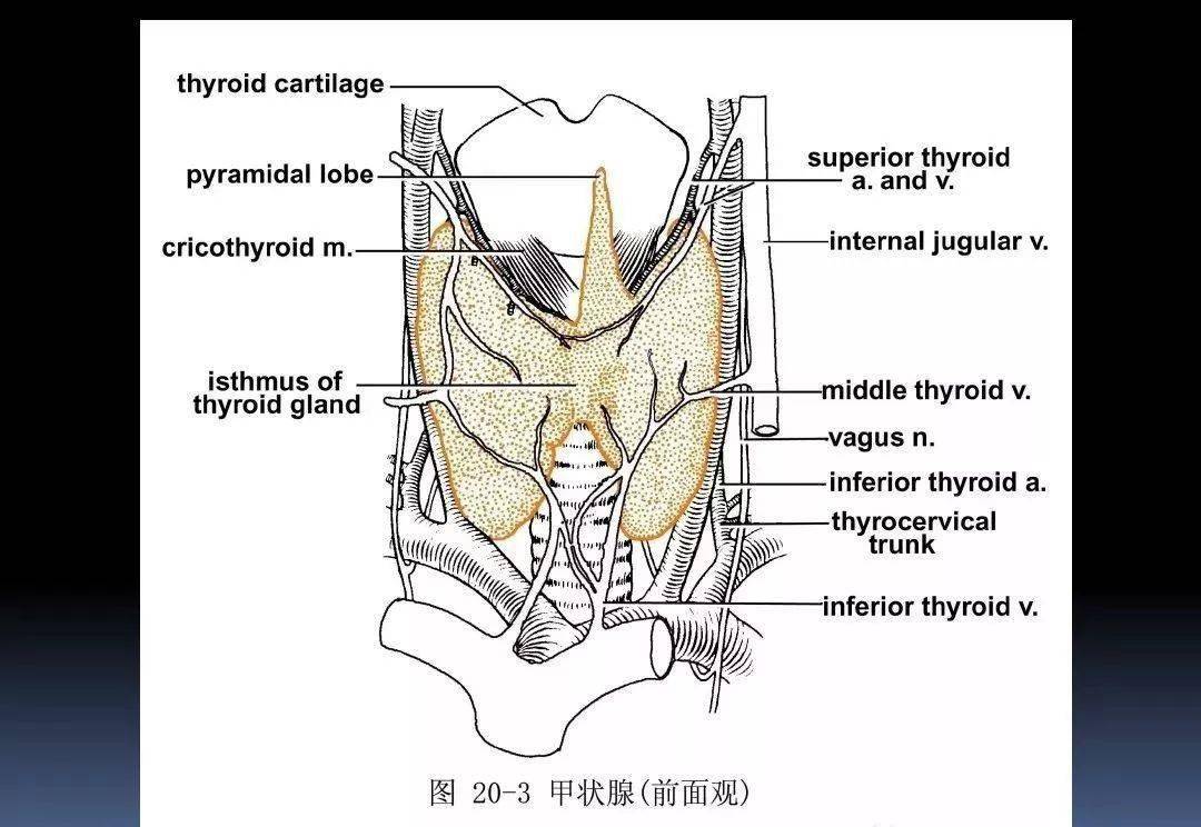 課件3d動畫詳解頸椎結構頸部解剖