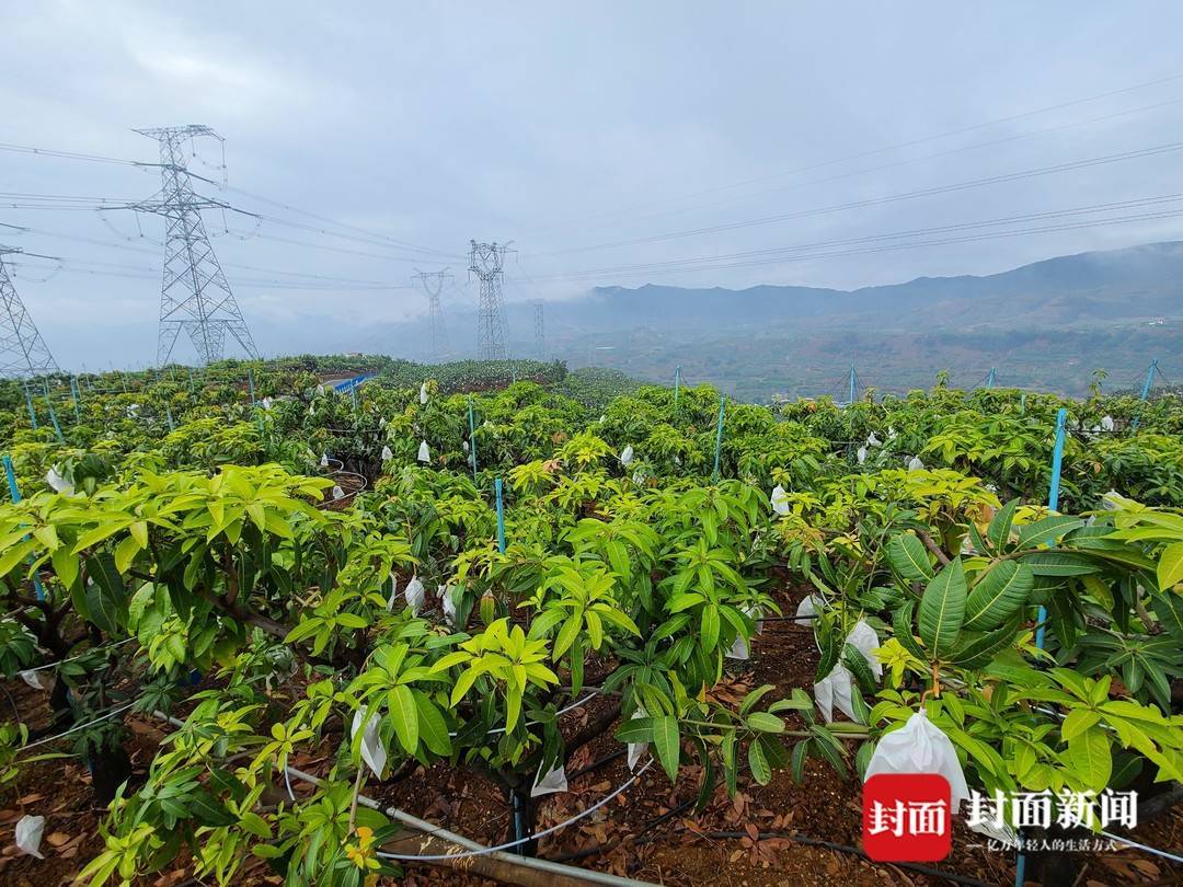 攀枝花市仁和區混撒拉村芒果現代農業園區