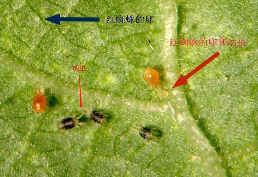 茄果类蔬菜红蜘蛛为啥难治?怎么治?