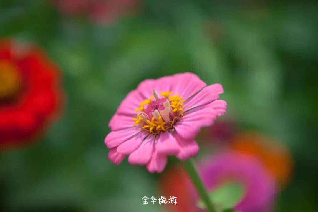 花枝什么颤成语_花枝鼠(3)