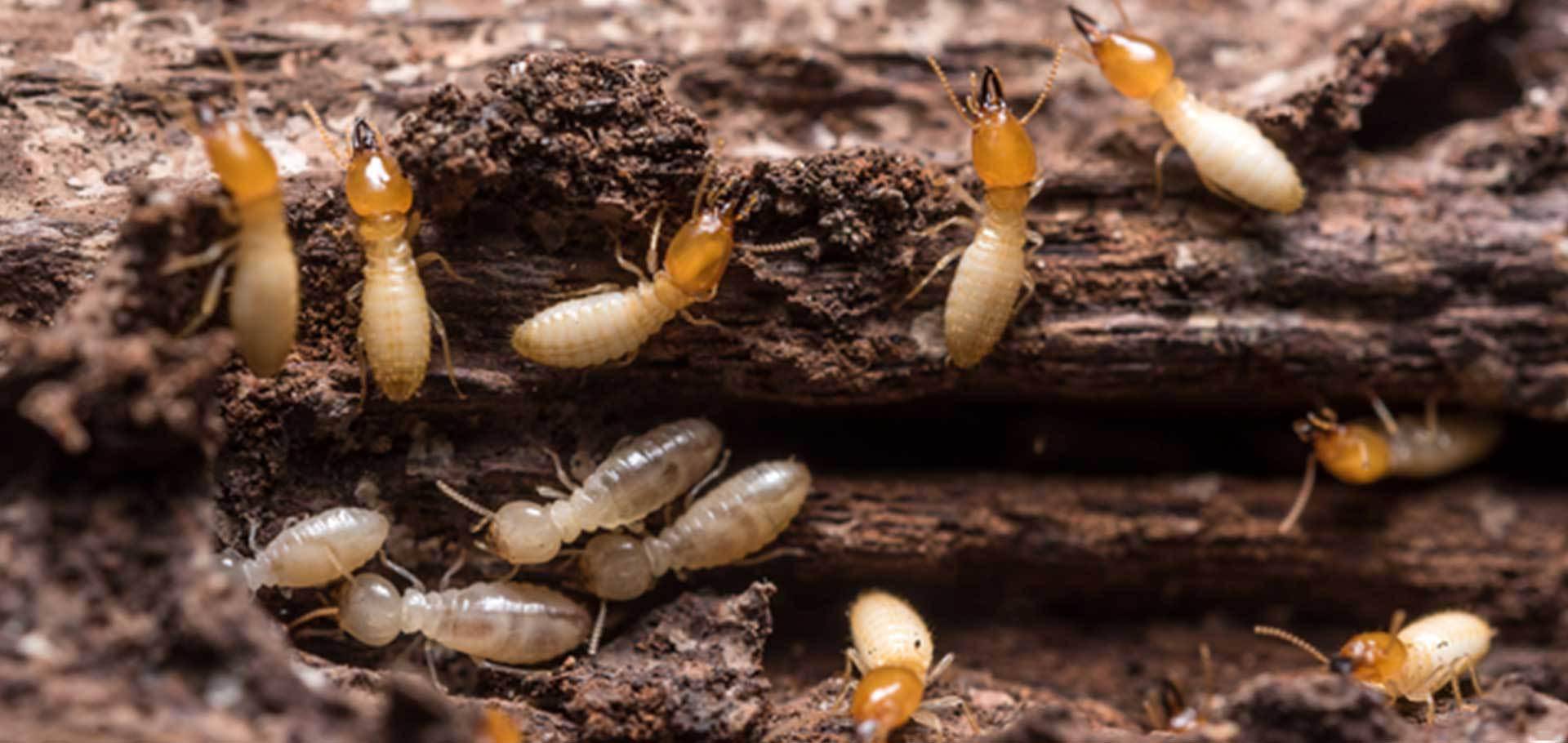 蚁圈新人入坑指南——白蚁篇其二（白蚁新手物种饲养教程） - 哔哩哔哩