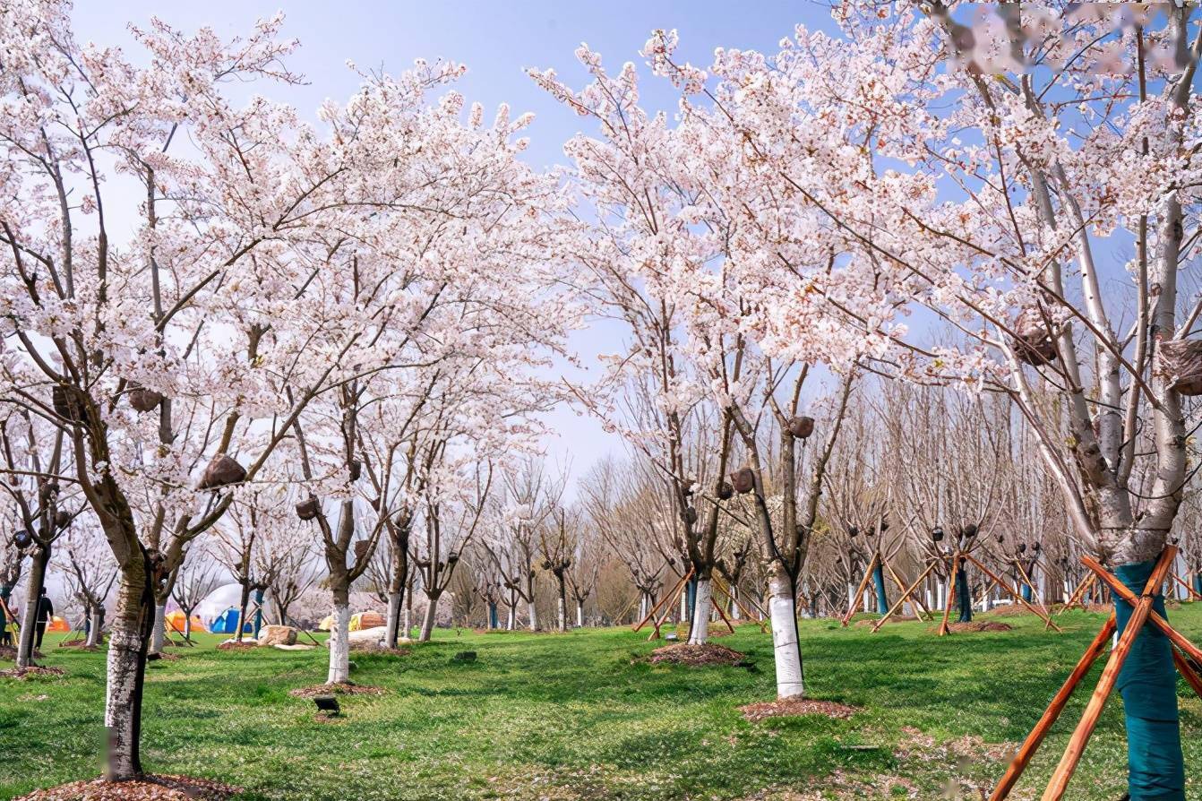 塘沽森林公园樱花图片图片