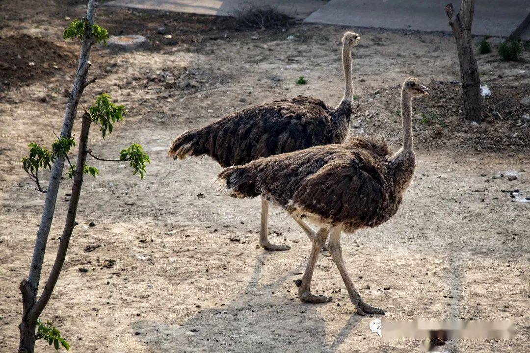 【佛山野生動物園】燦爛畢業季,粽情端午節_邯鄲