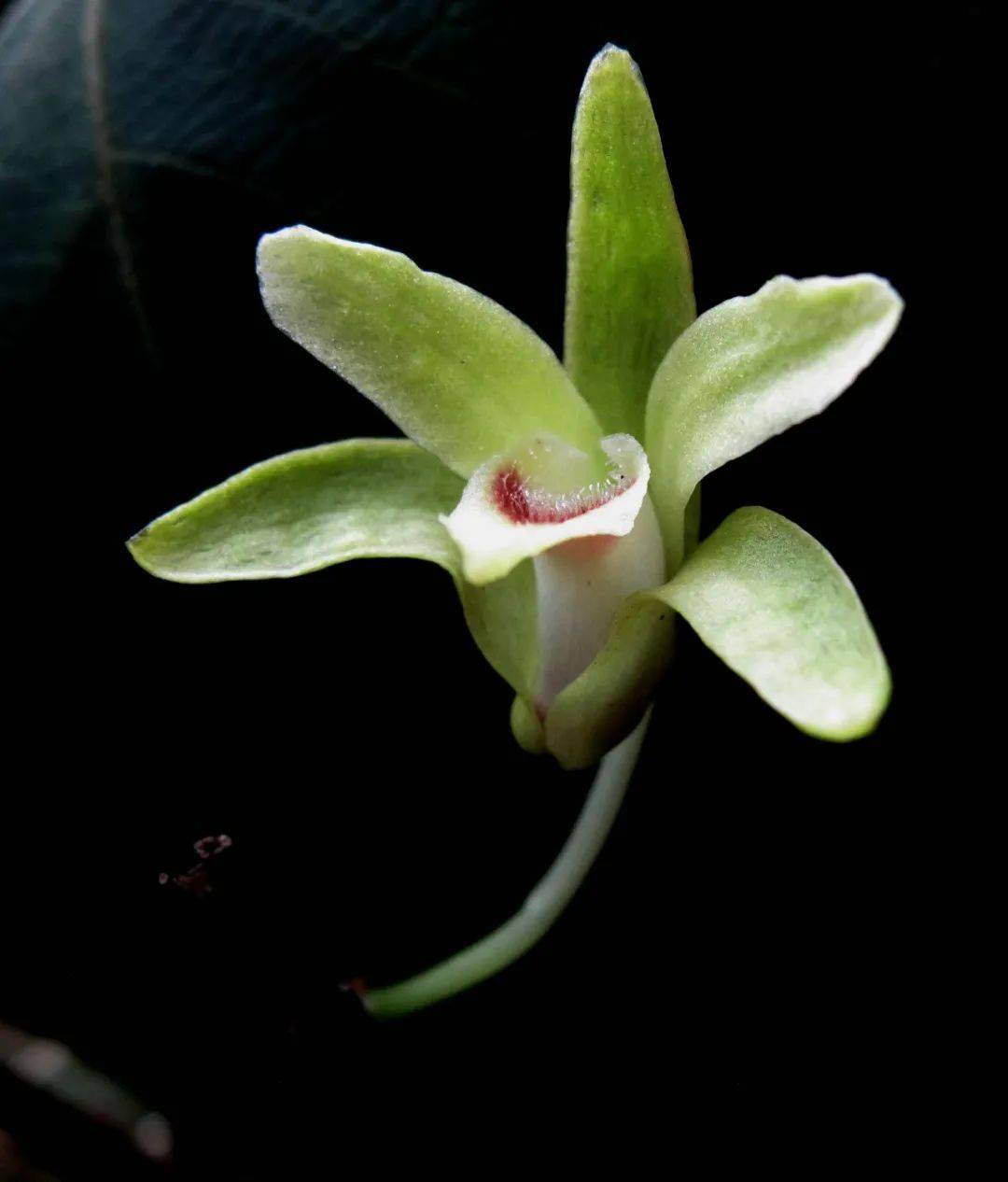细茎石斛花朵特写对标本细茎石斛花朵的进一步解剖观察后,我发现其