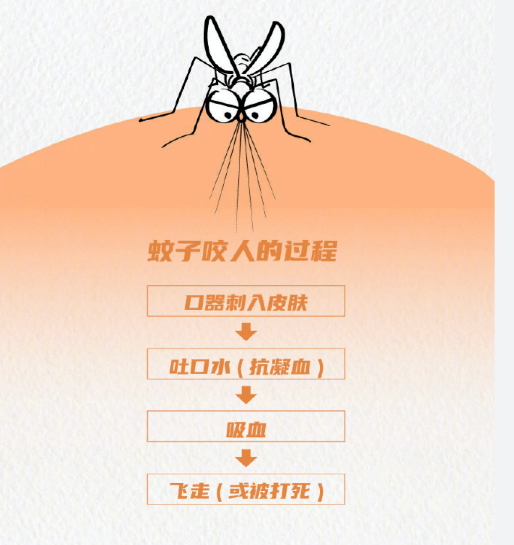 《生命时报》对蚊子叮人的过程进行过详细说明:千万别小看每一只蚊子