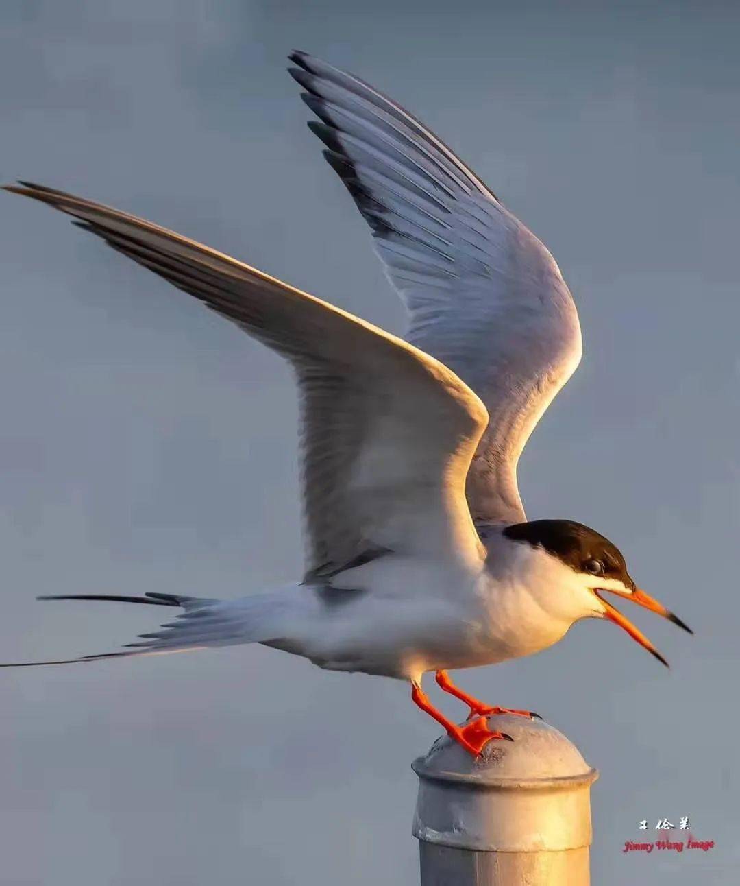 洛杉矶的飞禽世界海上精灵燕鸥上