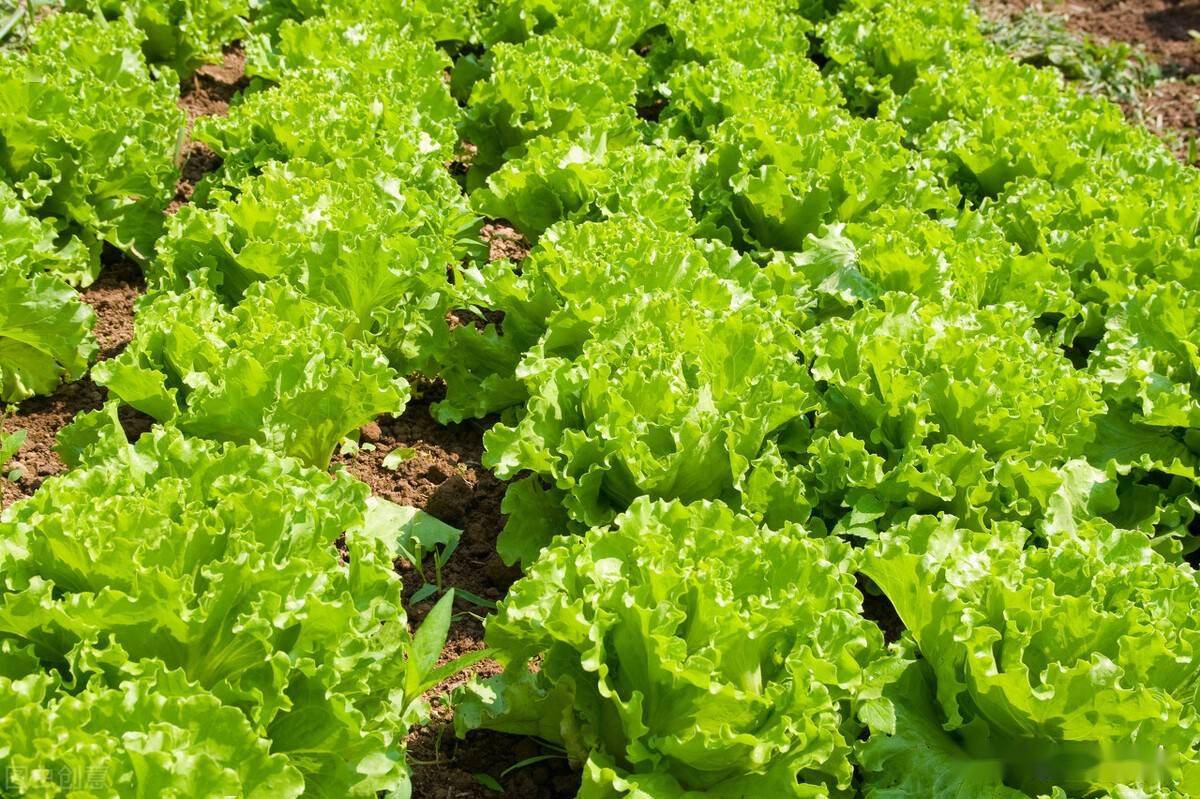 端午到了,6种不打农药没人重视的蔬菜,含钾元素高,适合多吃_生菜