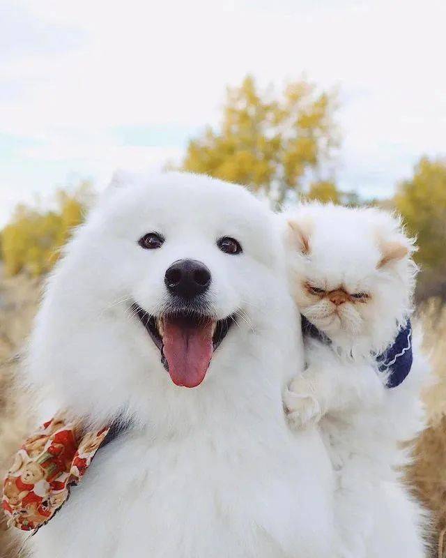 这对反差萌cp太可爱了!