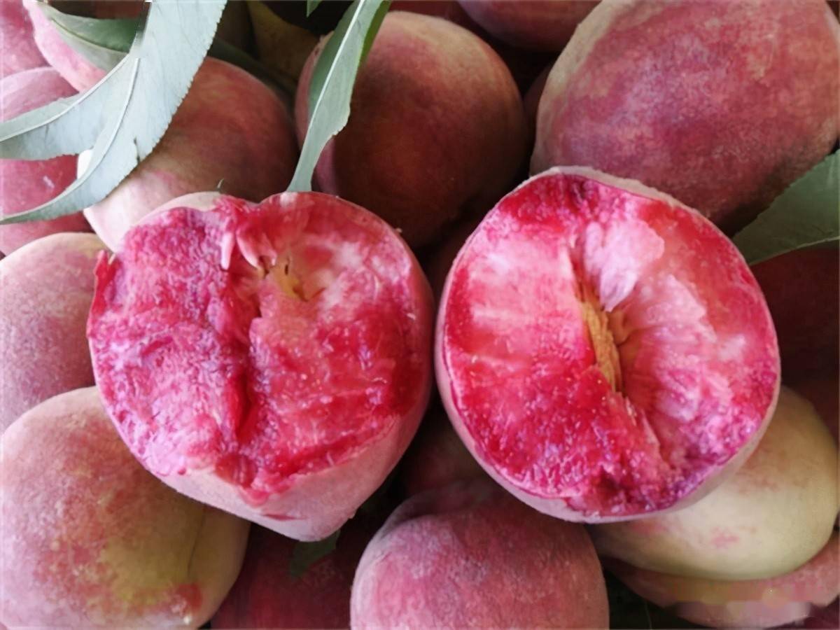 在很多朋友看来中华血桃是美味的,是很有回忆的,但是不少曾经种植过