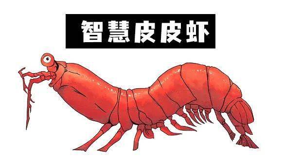 长矛皮皮虾和大锤皮皮虾