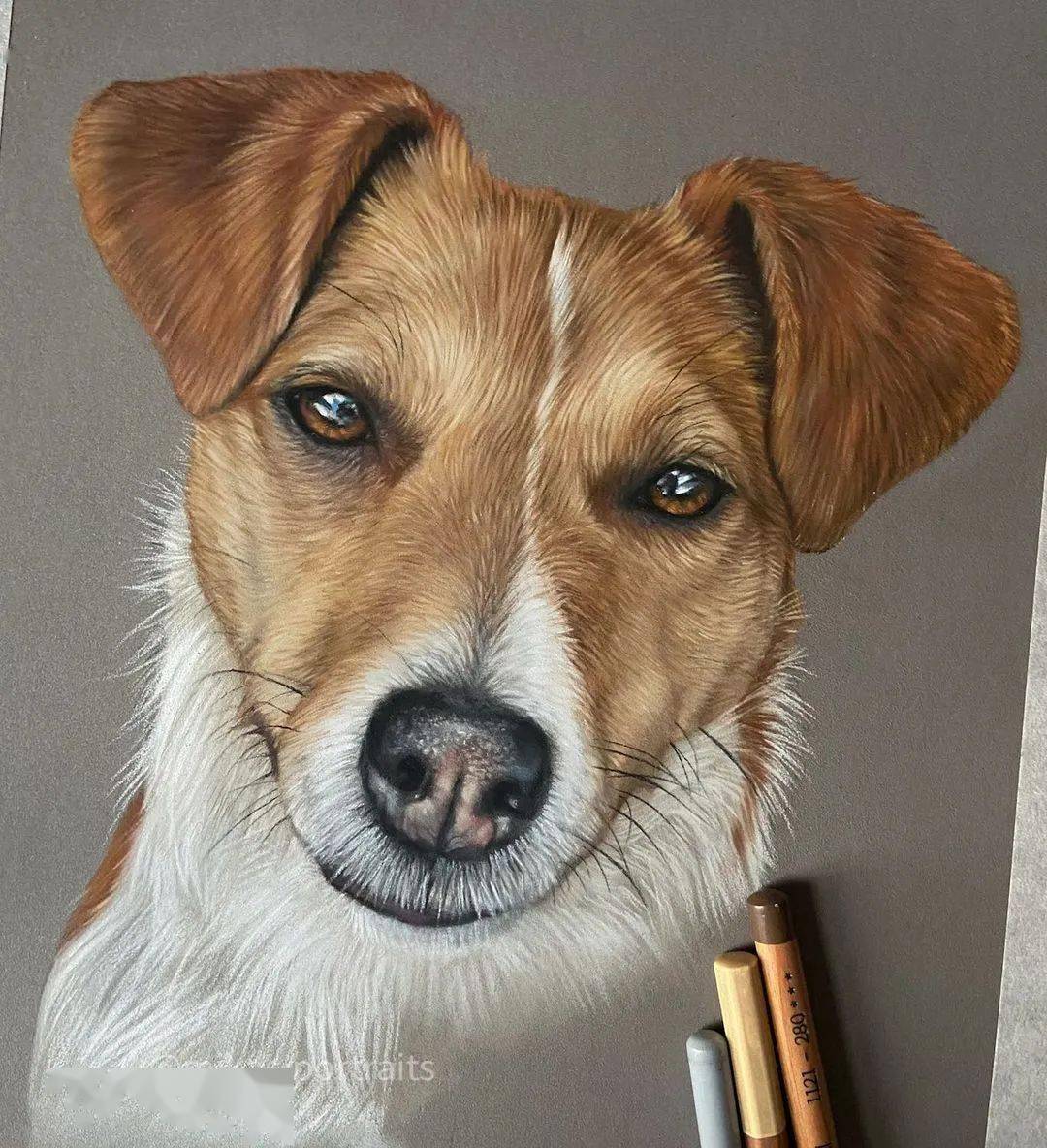 超写实彩铅狗狗手绘,太厉害了!