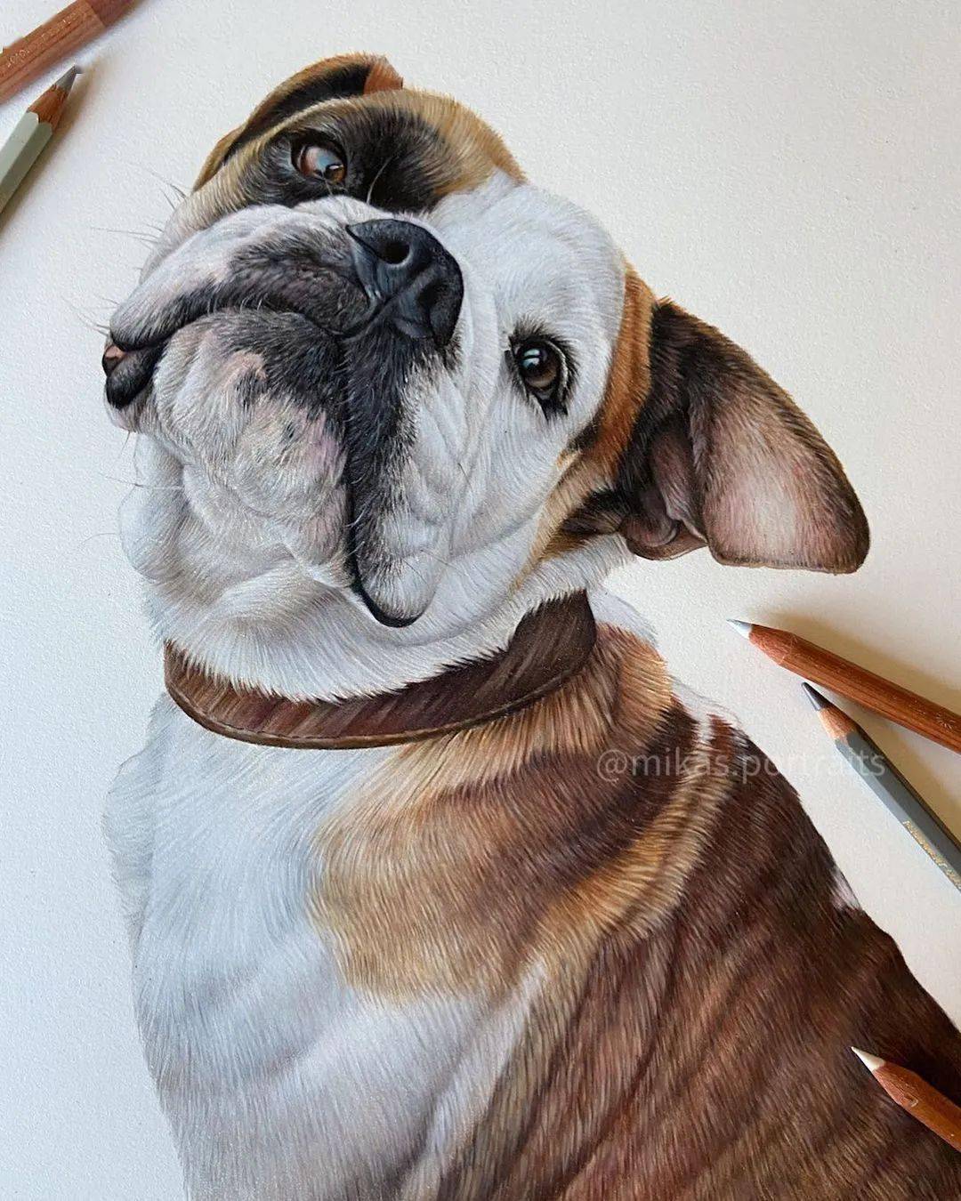超写实彩铅狗狗手绘,太厉害了!