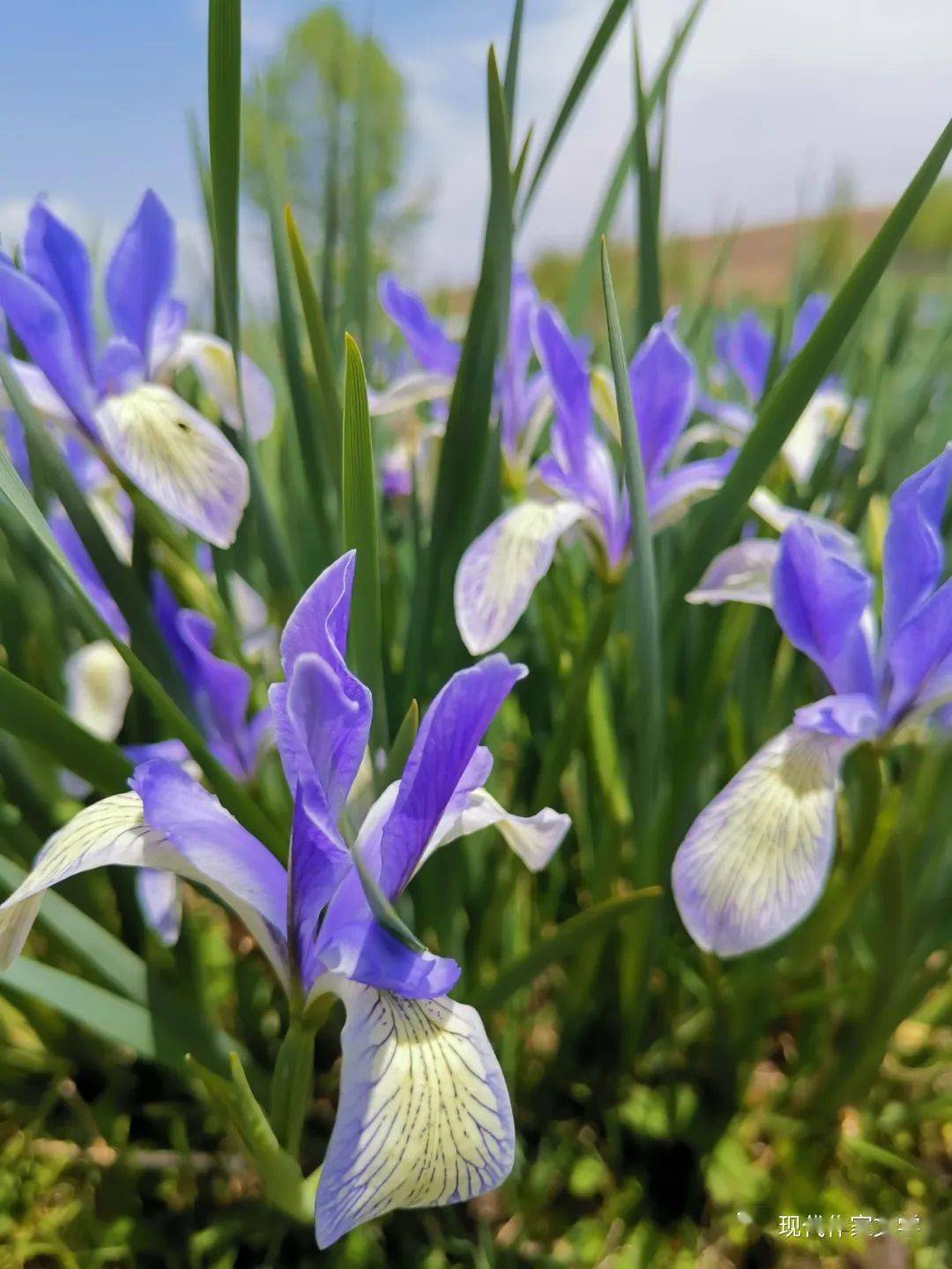 青海花儿明珠百花园里看牡丹