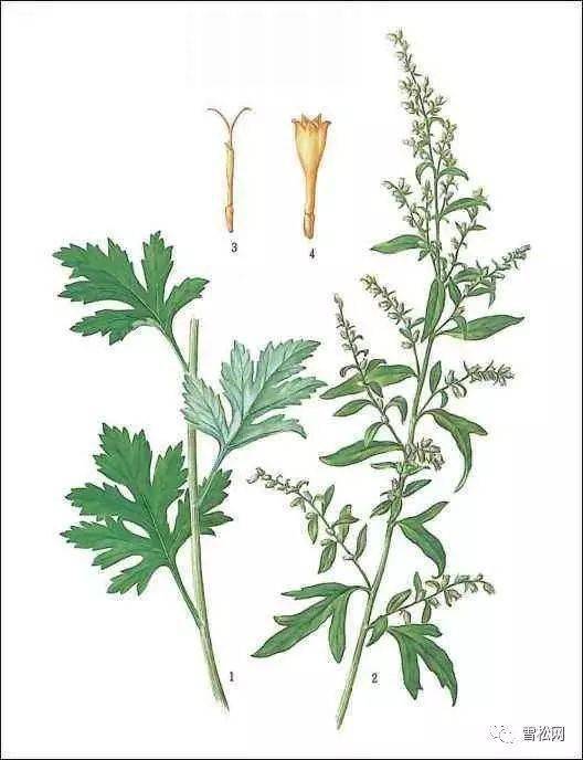 端午节漫谈植物五瑞克五毒