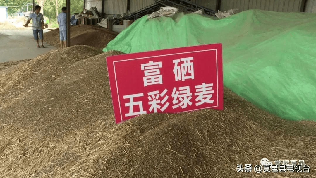 见过吗?夏邑这个地方的"五彩小麦"大丰收