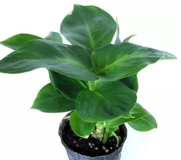 浇水党必备这几种耐水淹的易养活花卉