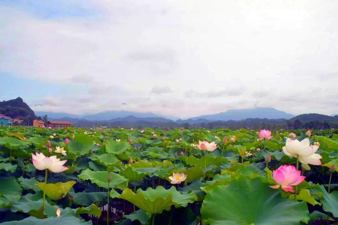 九江这21处荷花美到爆,一份赏荷攻略,拿走不谢