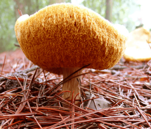 菌伞表面长有毛茸状肉刺,远远望去似金丝猴头,故称"猴头菇"