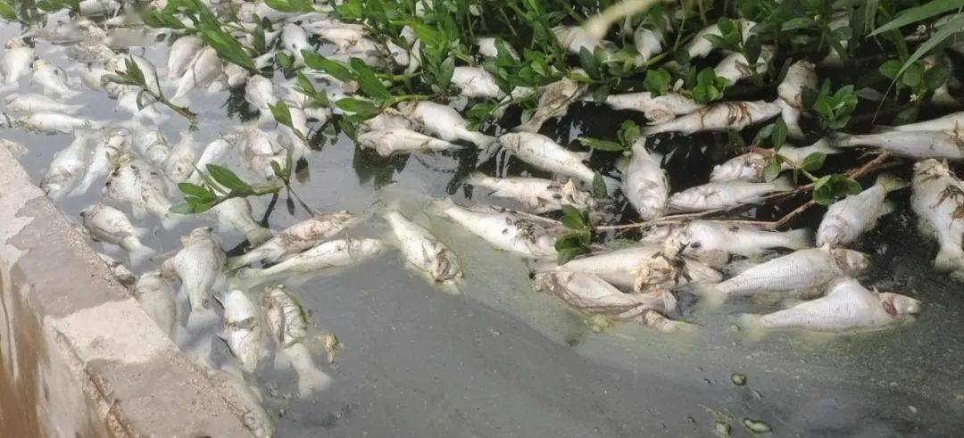 安徽一鱼塘80000尾鲈鱼疑似遭人投毒大量死亡!塘主30岁小伙欲哭无泪